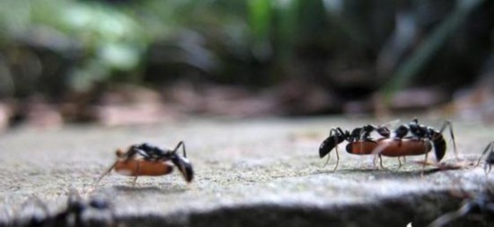 昆明蚂蚁搬家.jpg